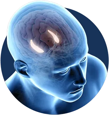 optimizing brain function and daily productivity.