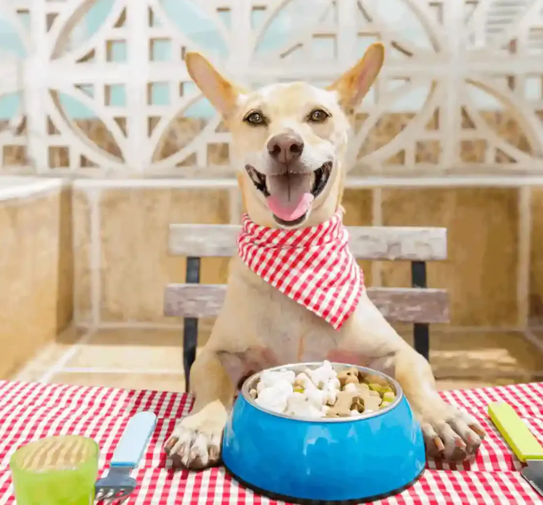 This easy-to-use liquid supplement can be added directly to your dog’s food every day